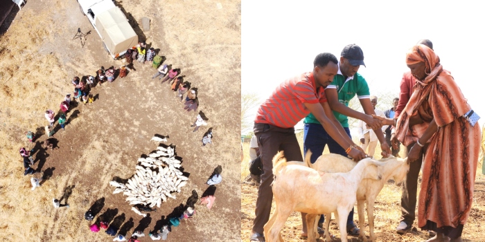 Marsabit County Distributes Gala Goats to Drought-Hit Households Under Climate Resilience Plan